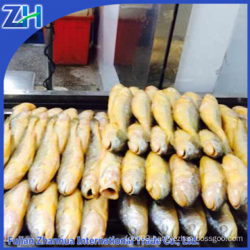 frozen yellow croaker fish price 2015